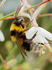 Bombus ruderatus