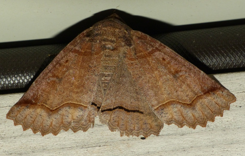 One-lined Zale Moth photo 5