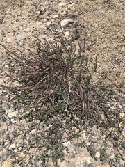 Acleisanthes longiflora