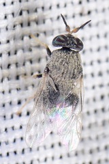 Cosmariomyia