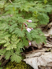 Claytonia caroliniana