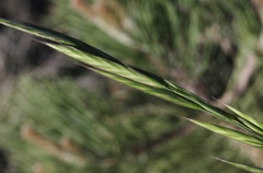 Bromus grandis