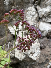 Limonium arboreum