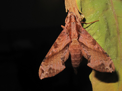Eupanacra elegantulus