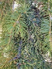 Picea glauca