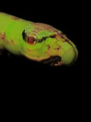 Eupanacra elegantulus