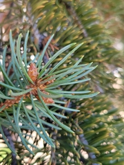 Picea glauca