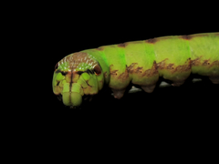 Eupanacra elegantulus