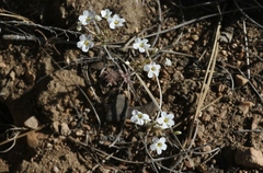 Leptosiphon breviculus