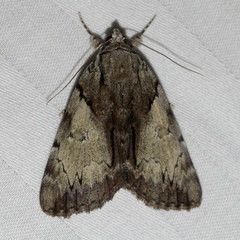 Catocala crataegi