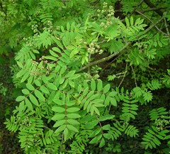 Sorbus glabriuscula