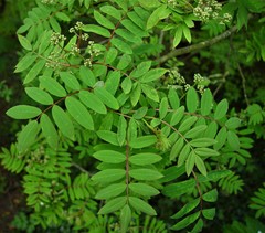 Sorbus glabriuscula