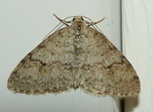 Brown-shaded Carpet Moth photo 3