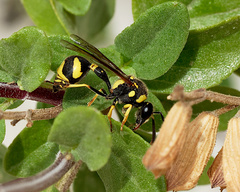 Eumenes mediterraneus