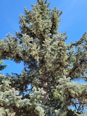 Picea pungens