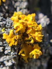 Xanthomendoza fallax