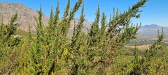 Cliffortia phillipsii