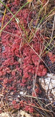 Drosera slackii