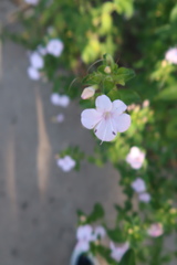 Barleria obtusa