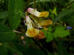 Vicia oroboides