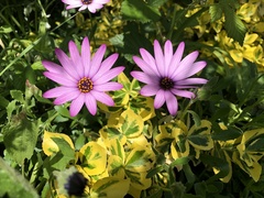 Dimorphotheca jucunda