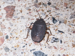 Caystrus obscurus