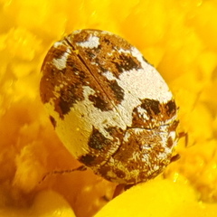 Anthrenus delicatus