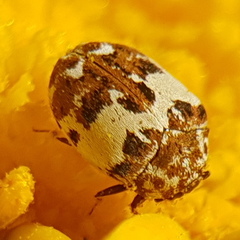 Anthrenus delicatus