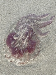 Pelagiidae