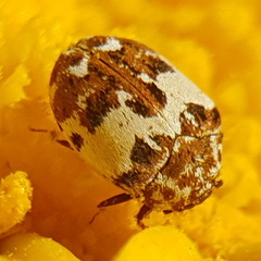 Anthrenus delicatus