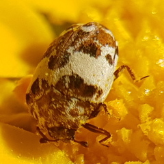 Anthrenus delicatus