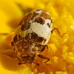 Anthrenus delicatus