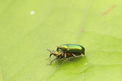 Aulacobaris cuprirostris