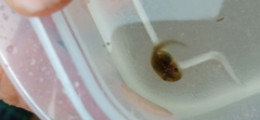 Pelobates fuscus