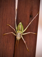 Acanthoplus