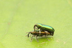 Aulacobaris cuprirostris