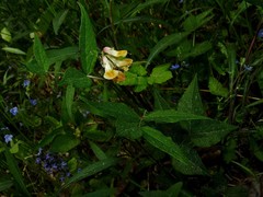 Vicia oroboides