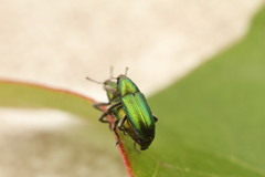 Aulacobaris cuprirostris