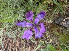 Iris furcata