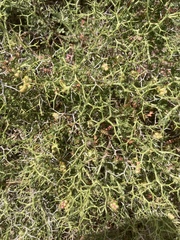 Sarcopoterium