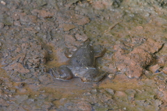 Xenopus