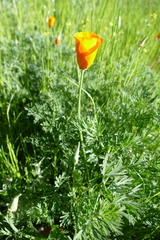 Papaveroideae