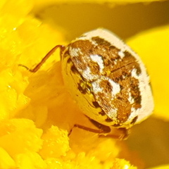 Anthrenus delicatus