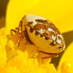 Anthrenus delicatus