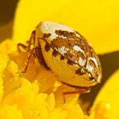 Anthrenus delicatus