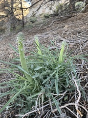 Caulanthus crassicaulis