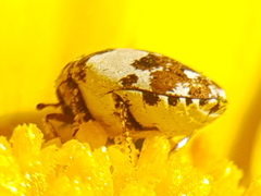 Anthrenus delicatus