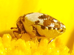 Anthrenus delicatus