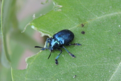 Platycorynus peregrinus