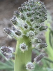 Caulanthus crassicaulis